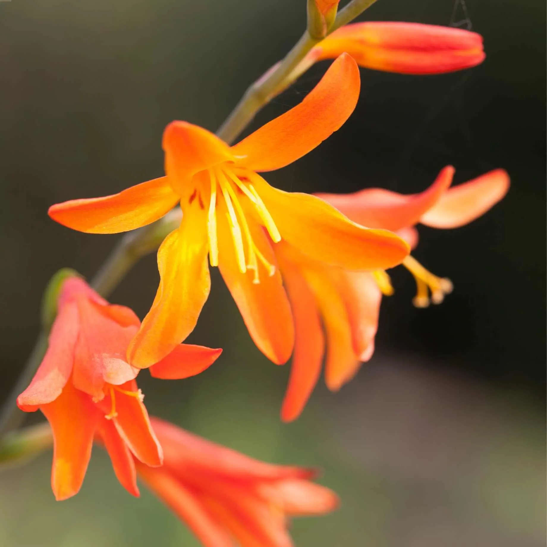 Crocosmia 'Firestars Firestarter'