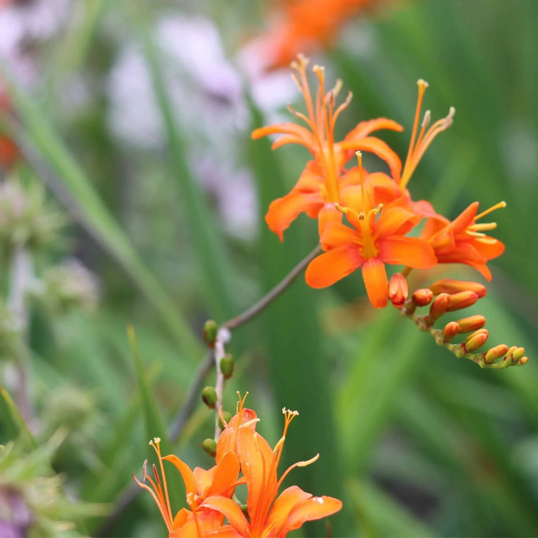 Crocosmia 'Firestars Firestarter'
